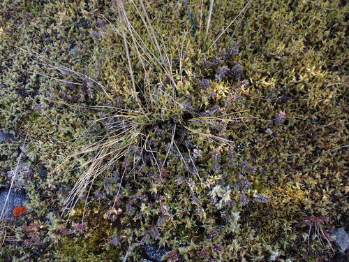 Pimelea prostrata observed 2025-07-24