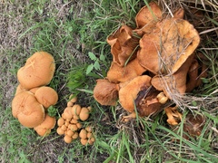 Gymnopilus junonius