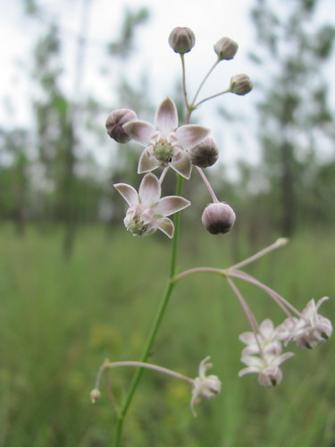 Carolina milkweed (Asclepias cinerea)