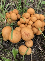 Gymnopilus junonius