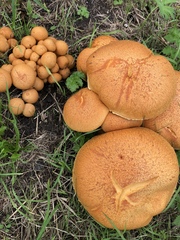 Gymnopilus junonius