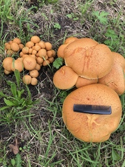 Gymnopilus junonius