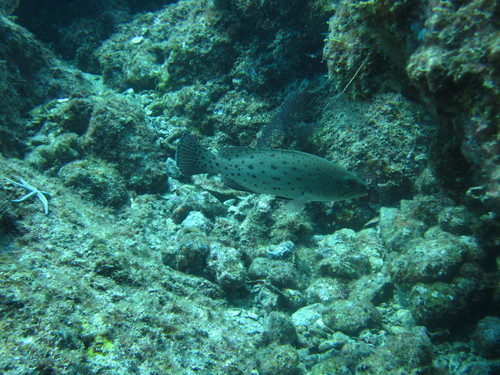 Zaagstaart-tandbaars (Mycteroperca prionura) — Serranidae — 5