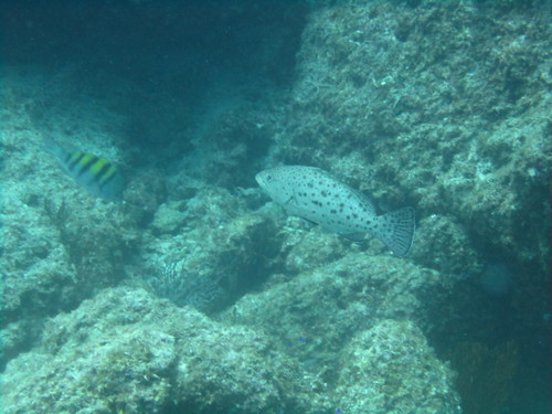 Photo of sawtail grouper (Mycteroperca prionura)