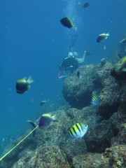 Chromis limbaughi