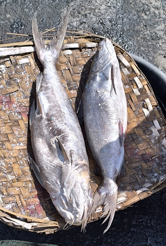 Bronze sea catfish (Netuma bilineata) — Ariidae — 5