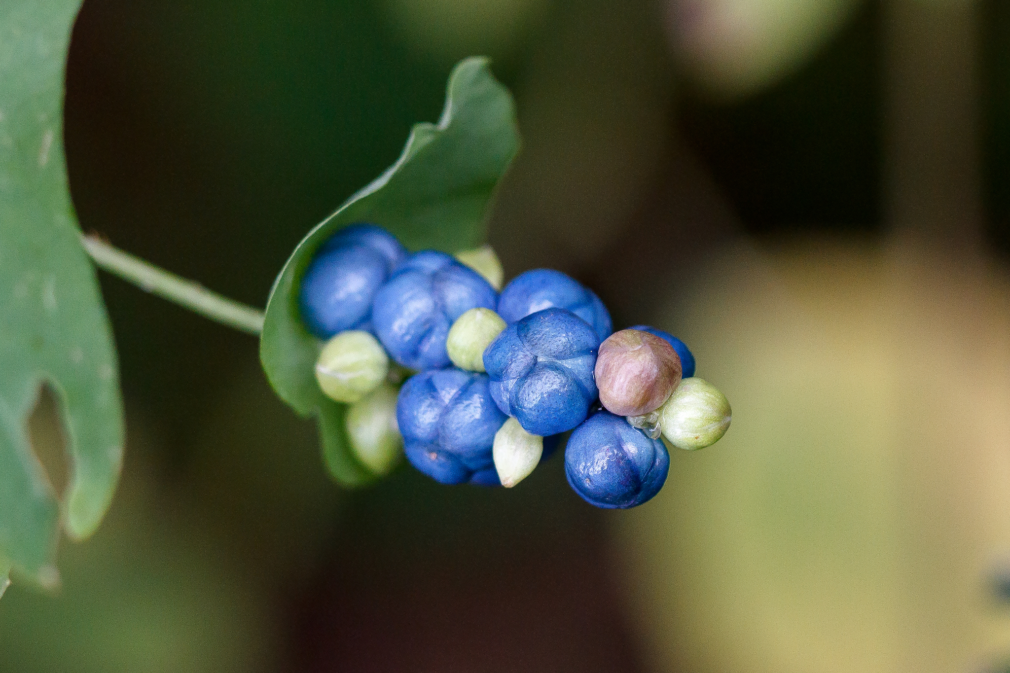 Persicaria perfoliata