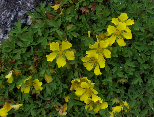 Cinquefoil