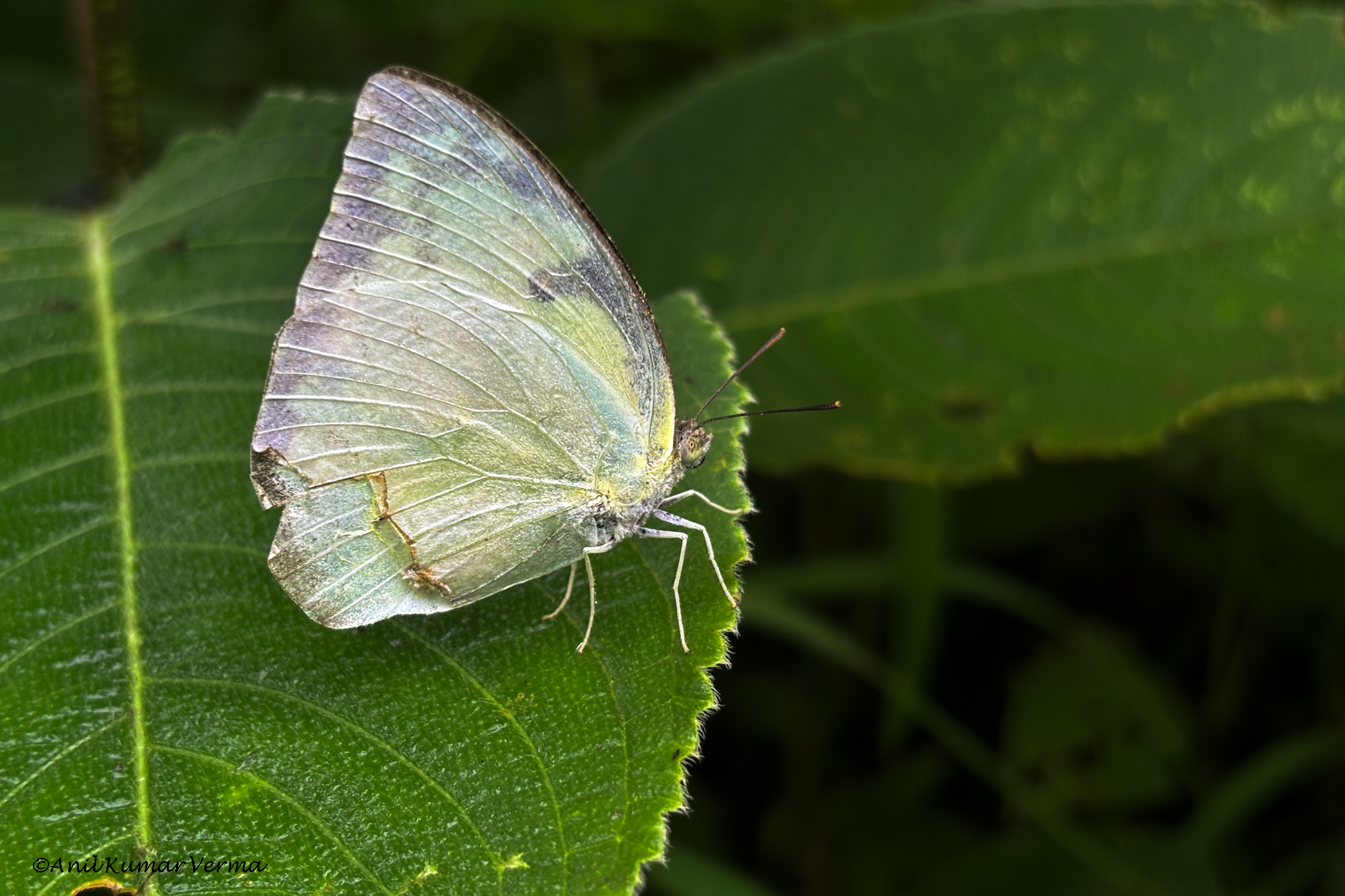 Lemon Emigrant