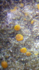 Protoblastenia rupestris