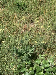 Raphanus raphanistrum raphanistrum