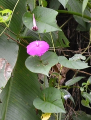 Ipomoea dumosa