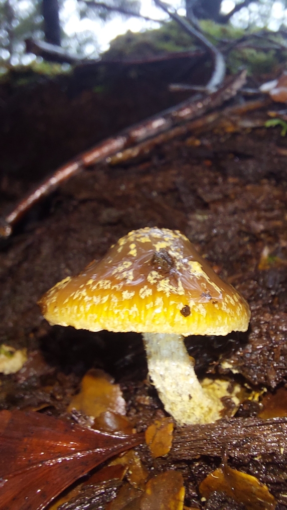 Cortinarius phaeomyxa · July 2025 · photo: © tassietravelsblog (iNaturalist, cc0)