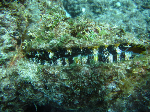 Donkey Thorny Oyster