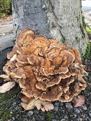 Meripilus giganteus