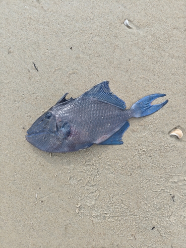Black-bodied triggerfish (Odonus niger) — Balistidae — 3