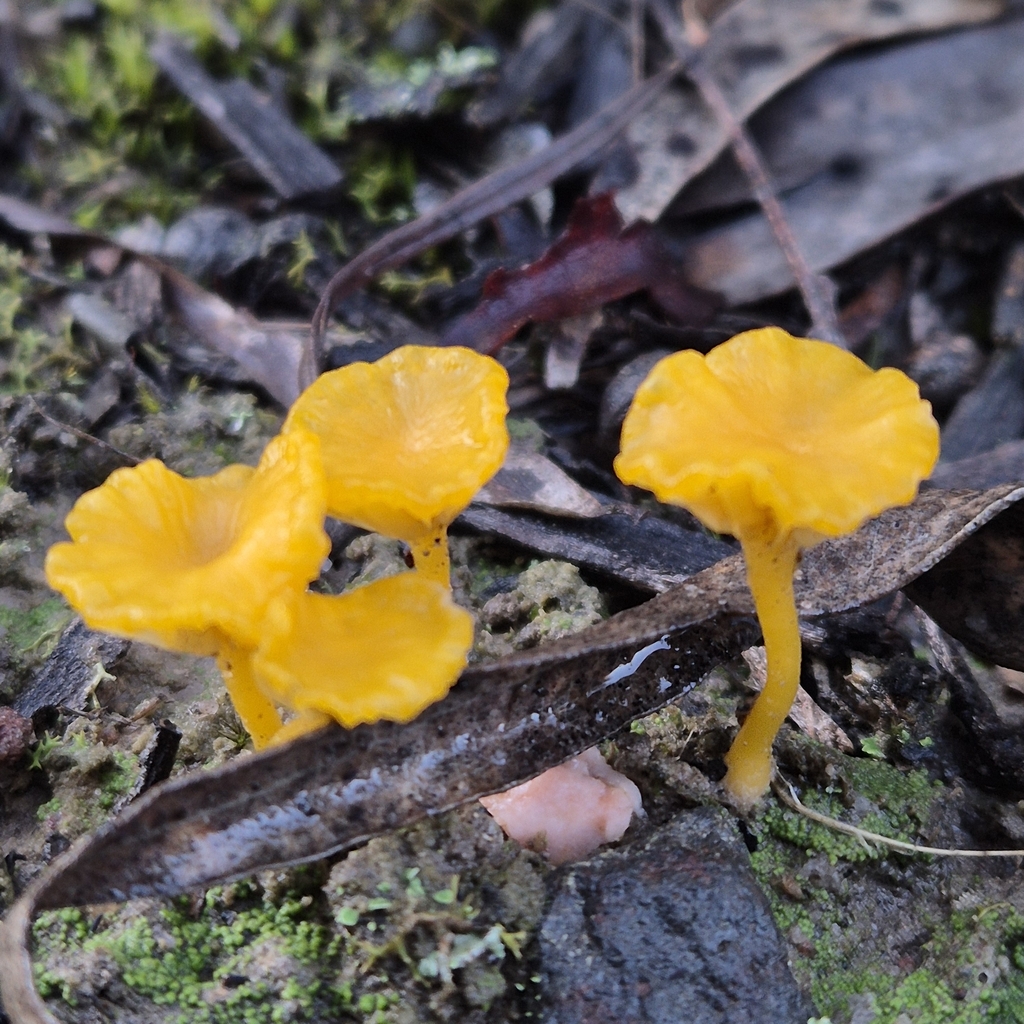 Lichenomphalia chromacea · July 2025 · photo: © pel56 (iNaturalist, cc0)