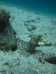 Muraena lentiginosa