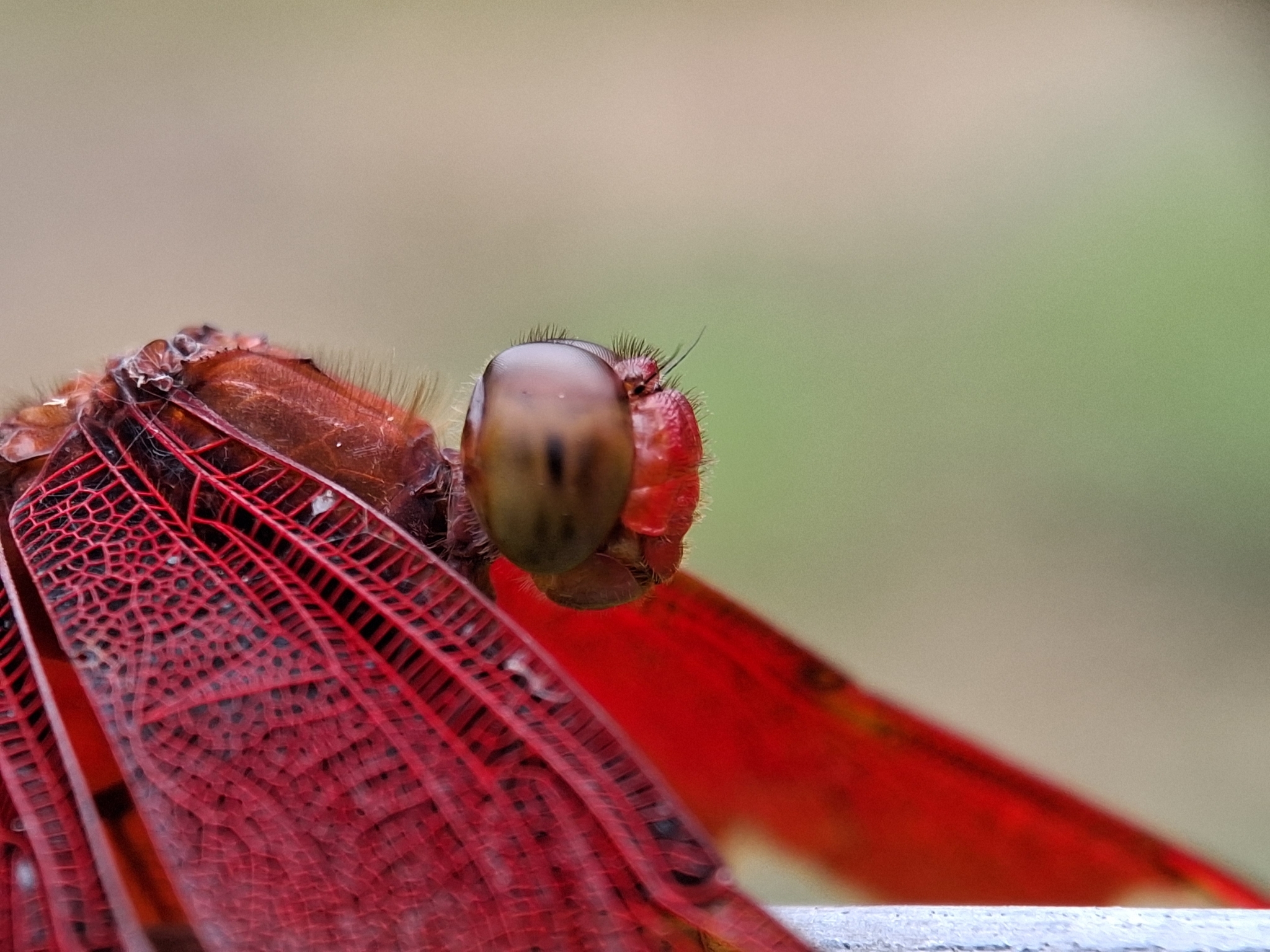 Fulvous Forest Skimmer