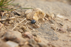 Chrysomelidae