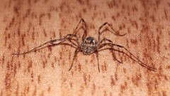 Platybunus