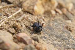 Chrysomelidae
