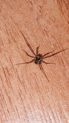 Platybunus