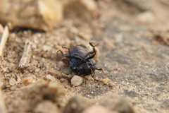 Chrysomelidae