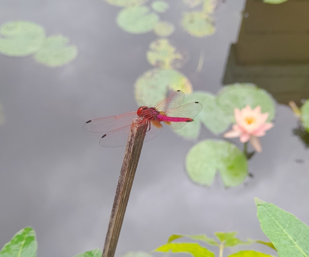 Crimson Marsh Glider