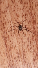Platybunus