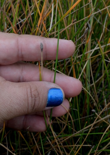 beaked spikerush (Eleocharis rostellata)
