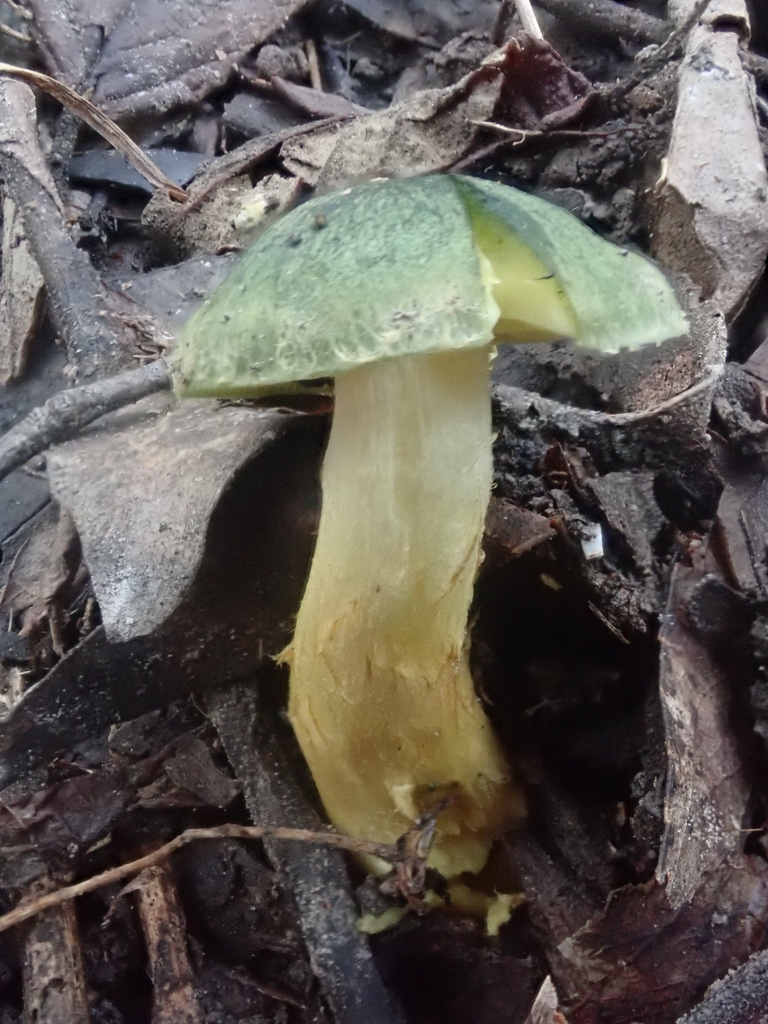 Cortinarius austrovenetus · July 2025 · photo: © pel56 (iNaturalist, cc0)