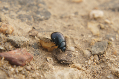 Chrysomelidae