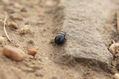 Chrysomelidae