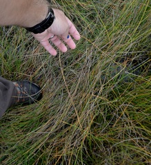 Eleocharis rostellata