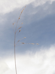Bromus pitensis