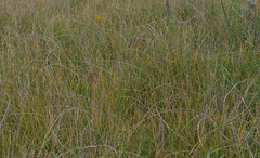 Eleocharis rostellata