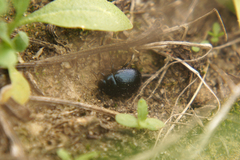 Chrysomelidae