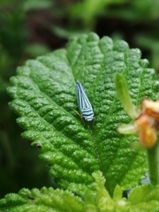 Graphocephala flavovittata