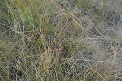 Eleocharis rostellata