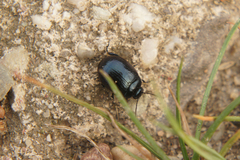 Chrysomelidae