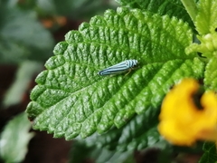Graphocephala flavovittata