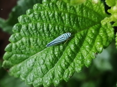 Graphocephala flavovittata