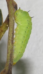 Graphium angolanus angolanus