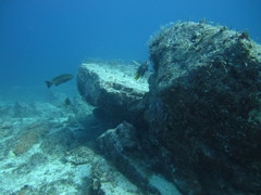 Mycteroperca rosacea