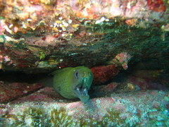 Gymnothorax castaneus