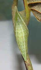 Graphium angolanus angolanus