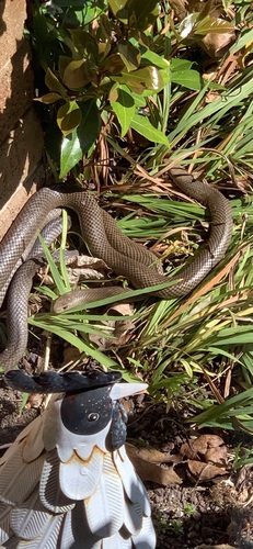 Eastern Brown Snake sighting