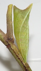 Graphium angolanus angolanus