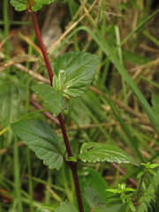 Ageratina gracilis